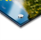 Sunflower overlooking Crested Butte Acrylic print