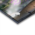 Purple flower hanging with the Aspen trees Acrylic print