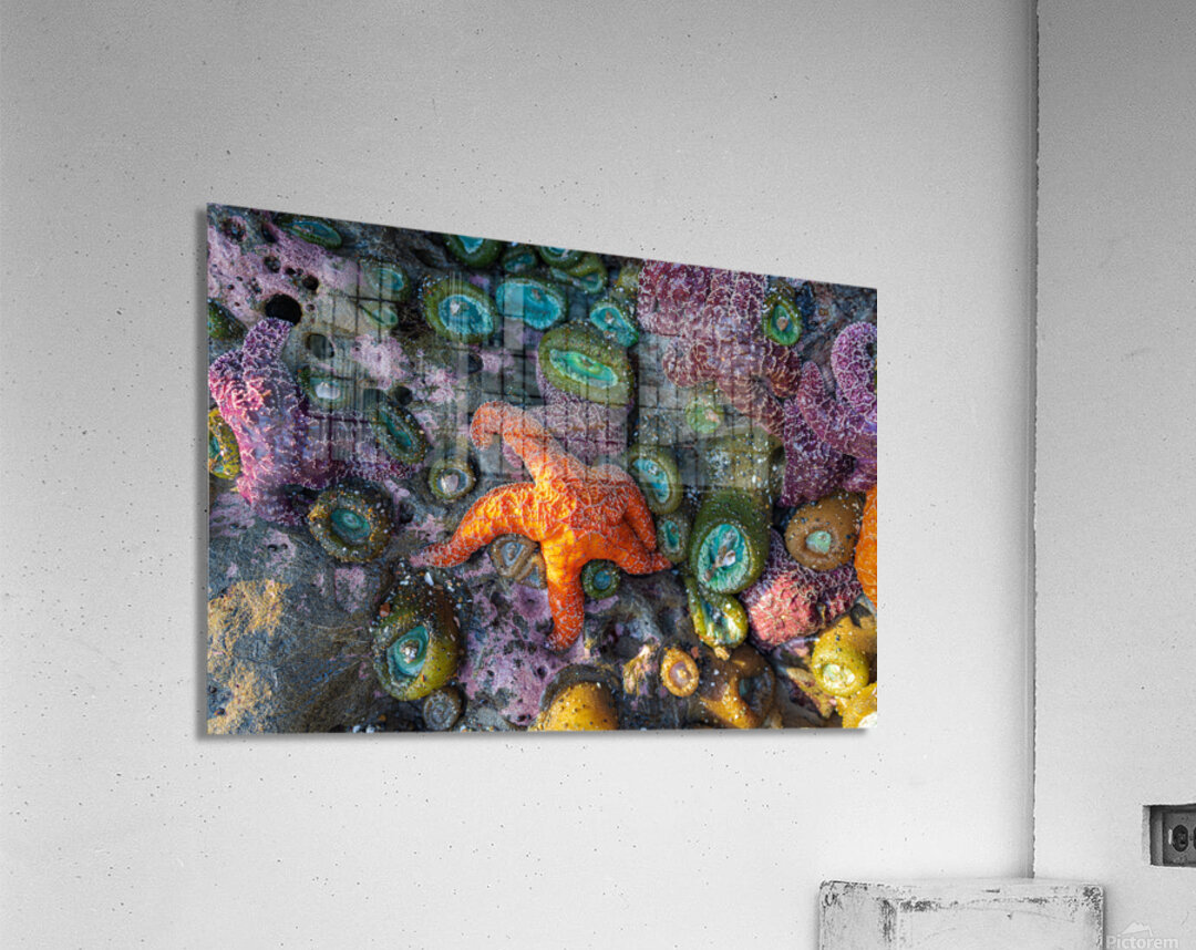 Magical Oregon Starfish Acrylic Print