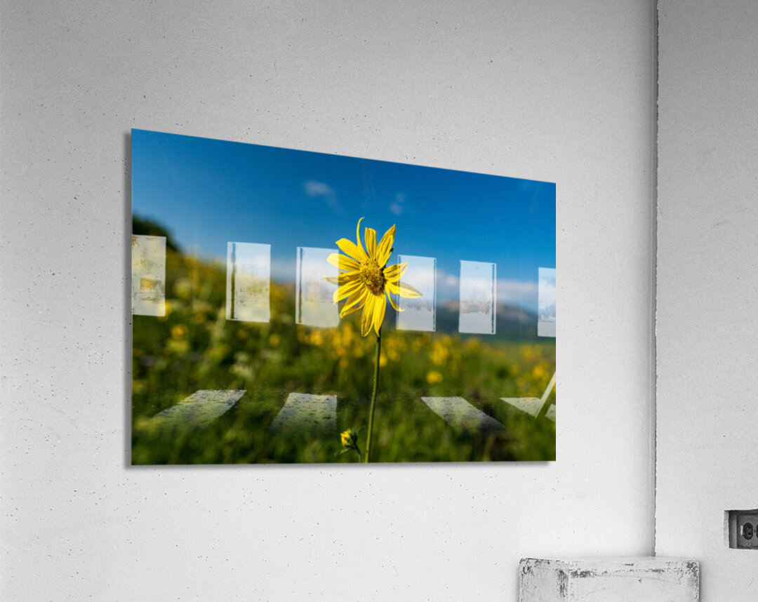 Sunflower overlooking Crested Butte Acrylic Print