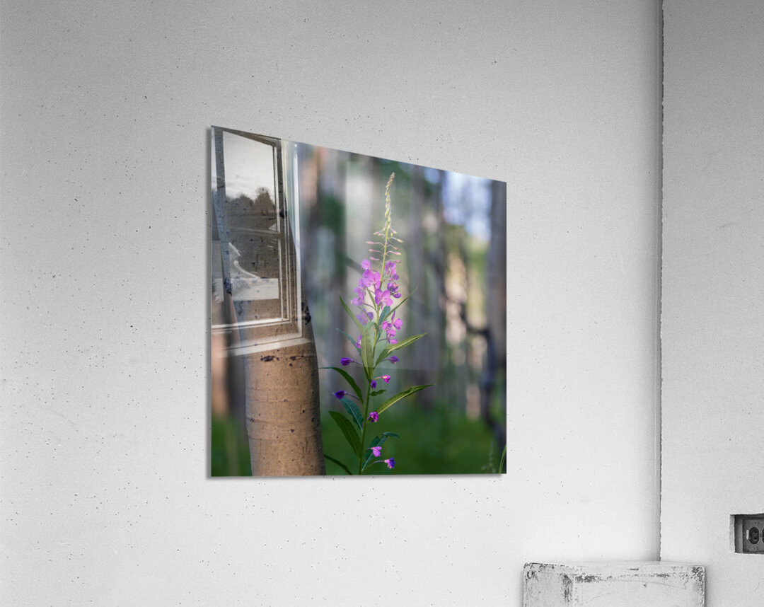 Purple flower hanging with the Aspen trees Acrylic Print