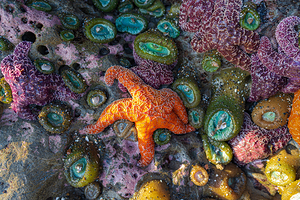 Magical Oregon Starfish