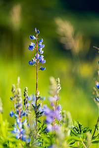 Colorado Wildflowers