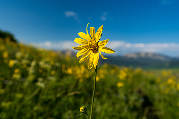 Sunflower overlooking Crested Butte Print