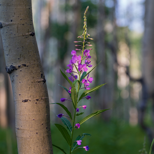 Purple flower hanging with the Aspen trees Print