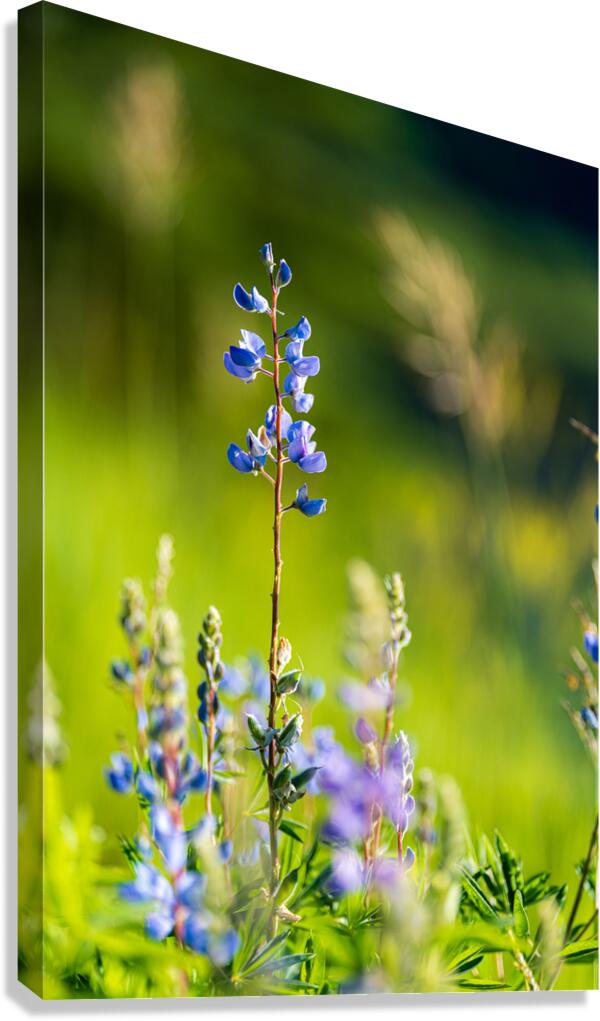 Colorado Wildflowers Canvas Print