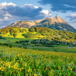 Crested Butte Wildflower Sunset 