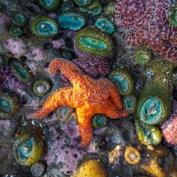 Magical Oregon Starfish