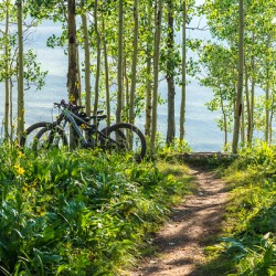 Biking in the Aspens