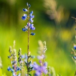 Colorado Wildflowers