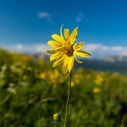 Sunflower overlooking Crested Butte