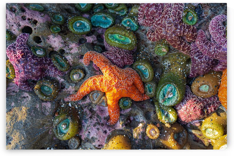 Magical Oregon Starfish by Katie Kyle Photography
