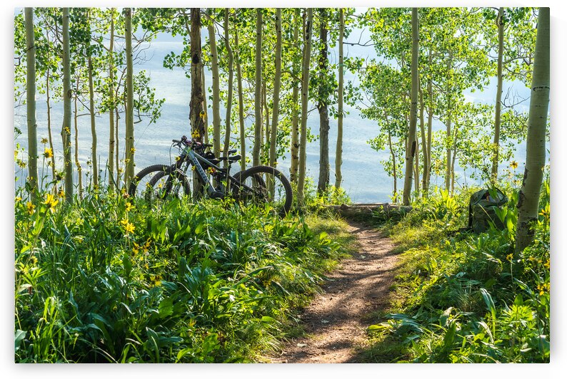 Biking in the Aspens by Katie Kyle Photography