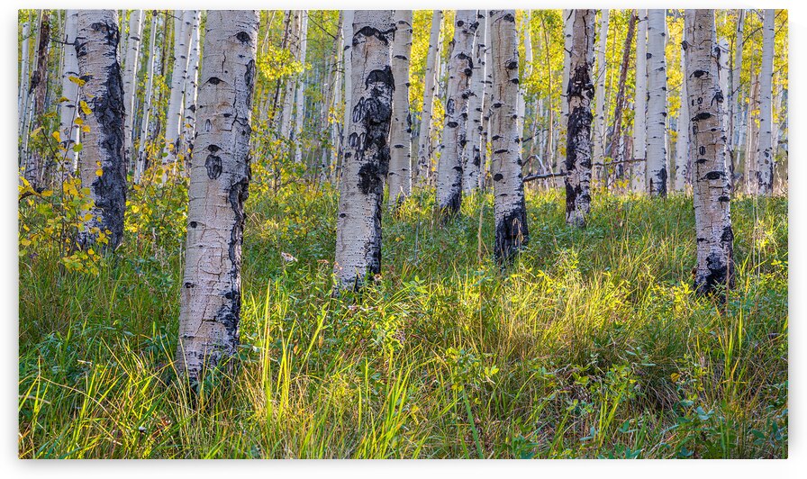 Kenosha Pass Fall is Here by Katie Kyle Photography