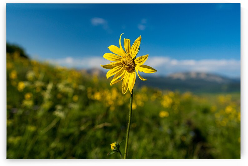 Sunflower overlooking Crested Butte by Katie Kyle Photography