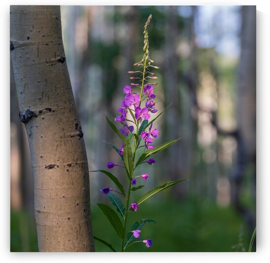 Purple flower hanging with the Aspen trees by Katie Kyle Photography