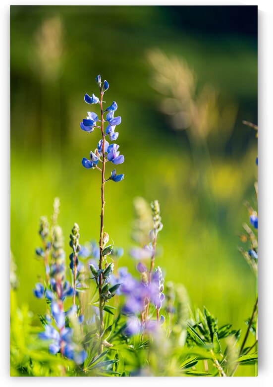 Colorado Wildflowers by Katie Kyle Photography