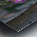 Purple flower hanging with the Aspen trees Metal print