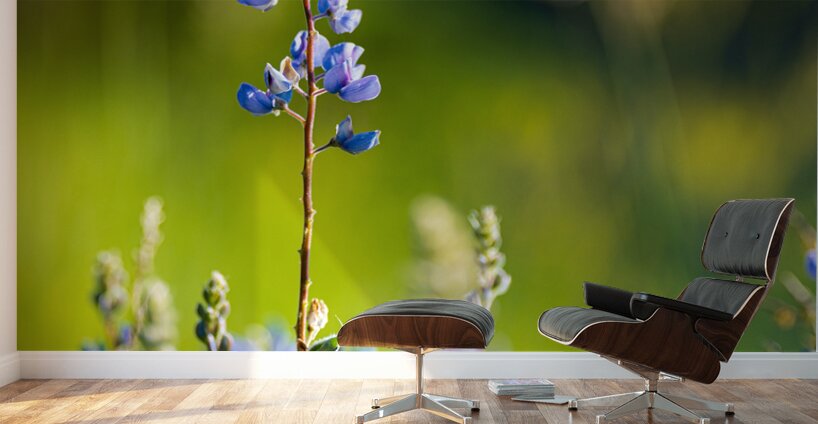 Colorado Wildflowers Wall Murals