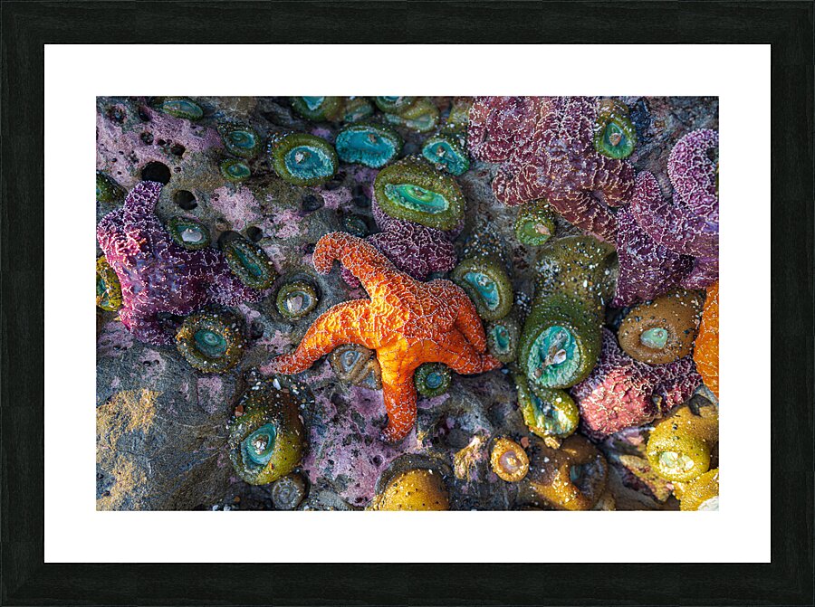 Magical Oregon Starfish Picture Frame print
