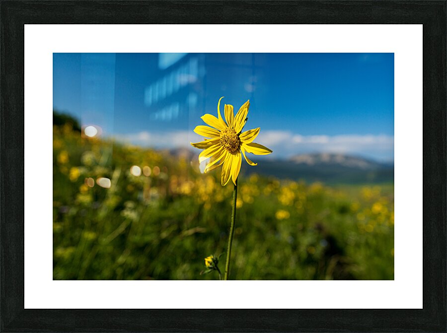 Sunflower overlooking Crested Butte Picture Frame print