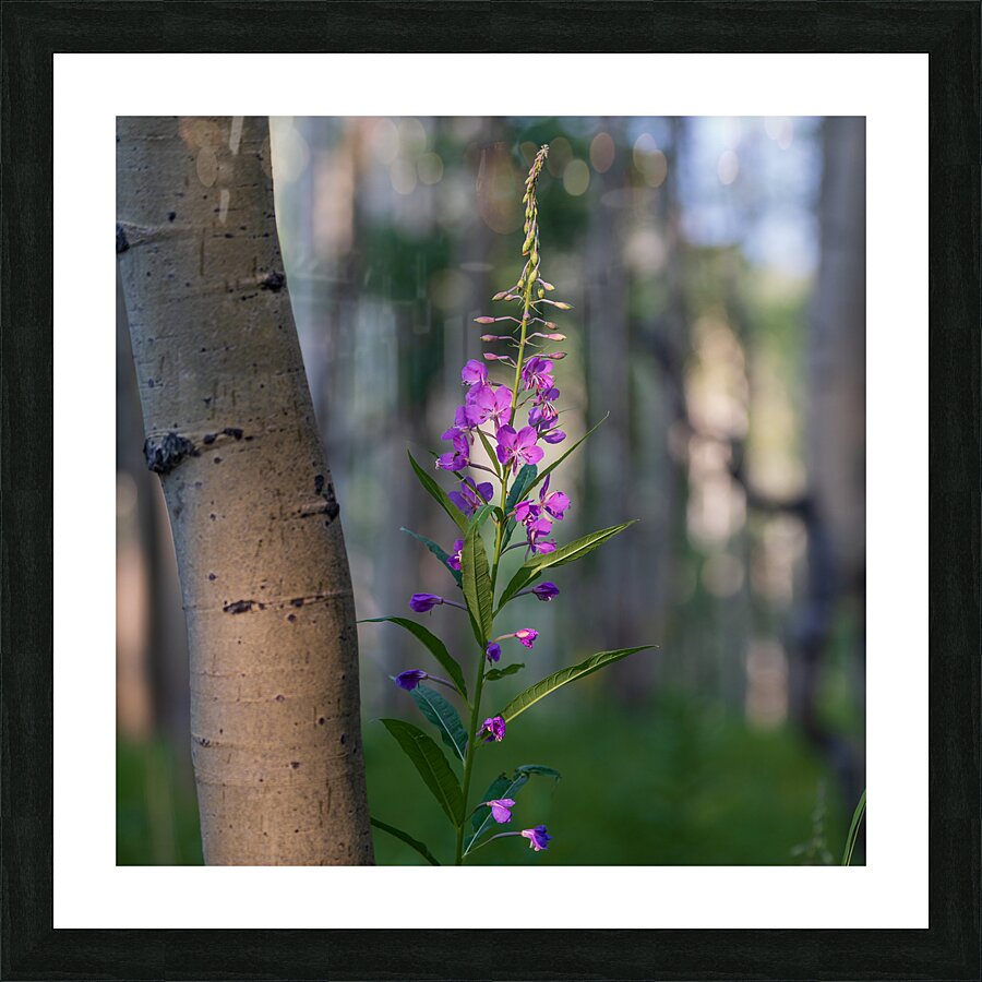 Purple flower hanging with the Aspen trees Picture Frame print