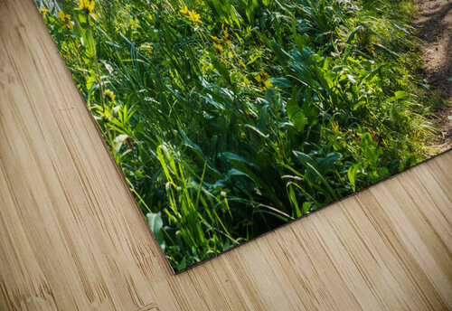 Biking in the Aspens Katie Kyle Photography puzzle