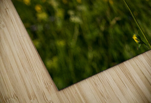 Sunflower overlooking Crested Butte Katie Kyle Photography puzzle