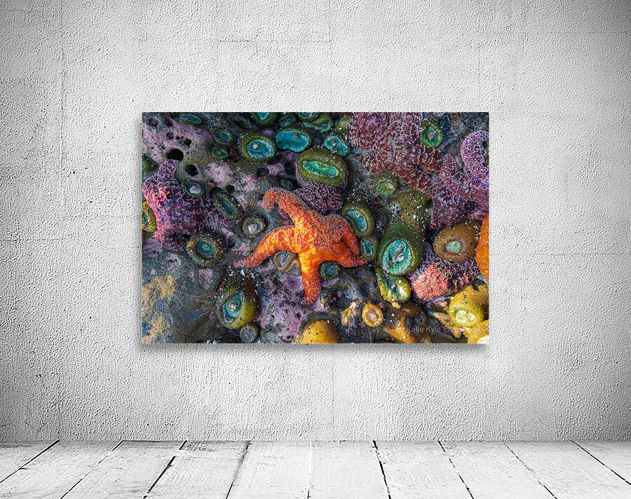 Magical Oregon Starfish Wall Preview