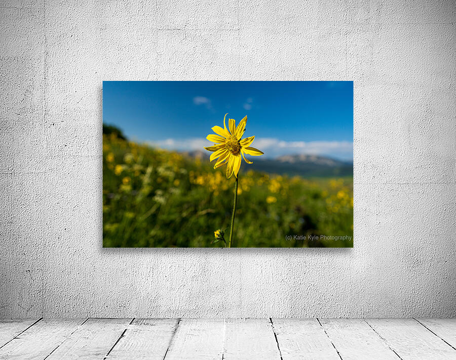 Sunflower overlooking Crested Butte Wall Preview