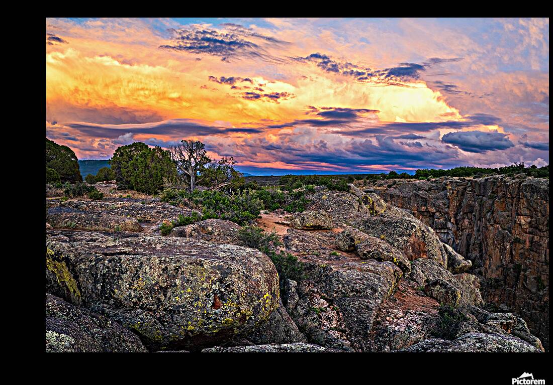Black Canyon National Forest Reproduction