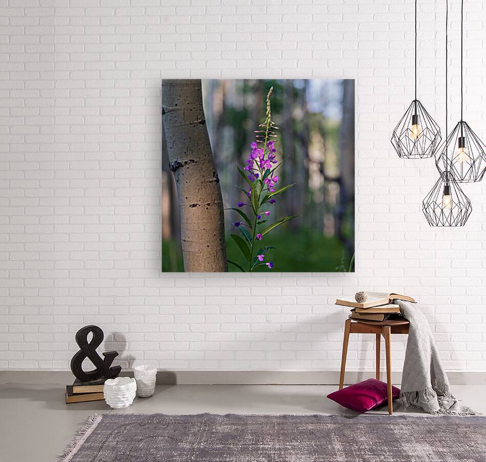 Purple flower hanging with the Aspen trees Reproduction