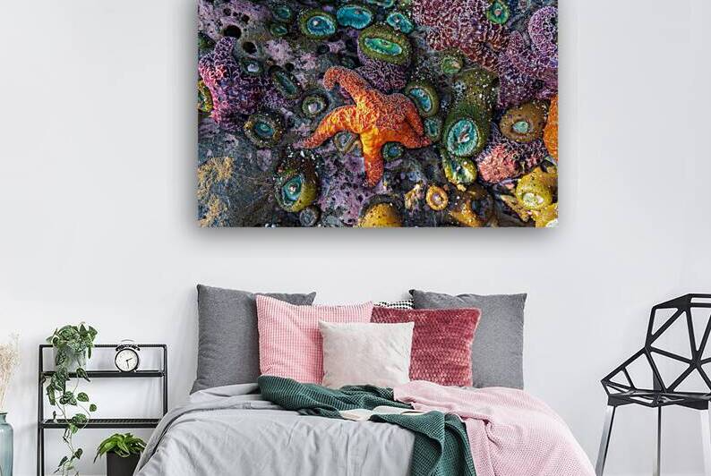 Magical Oregon Starfish by Katie Kyle Photography