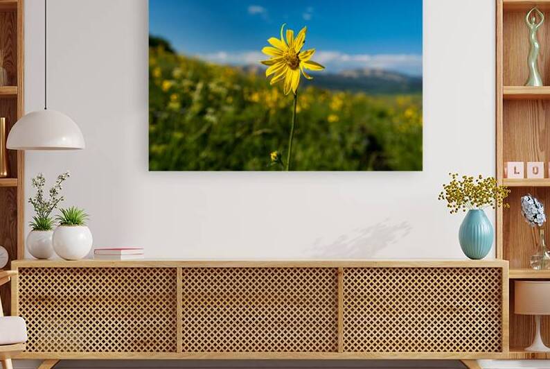 Sunflower overlooking Crested Butte by Katie Kyle Photography