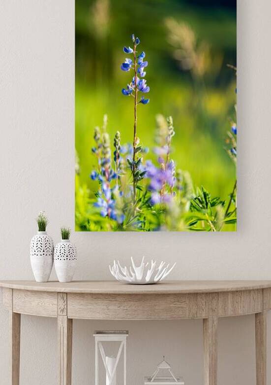 Colorado Wildflowers by Katie Kyle Photography