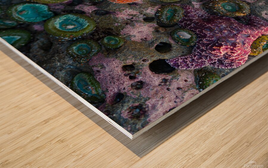 Magical Oregon Starfish Wood print