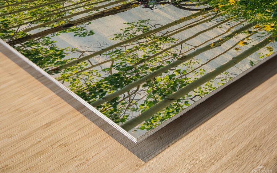 Biking in the Aspens Wood print