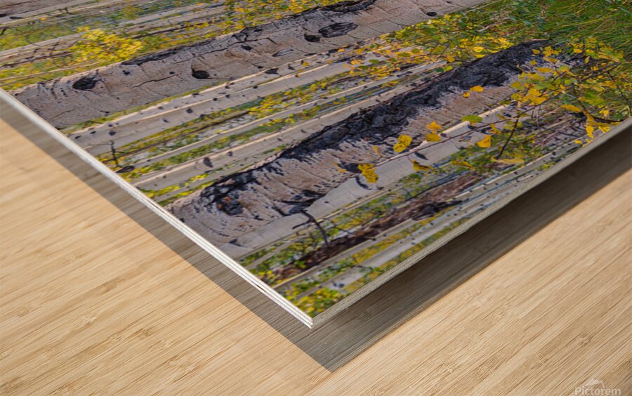 Kenosha Pass Fall is Here Wood print