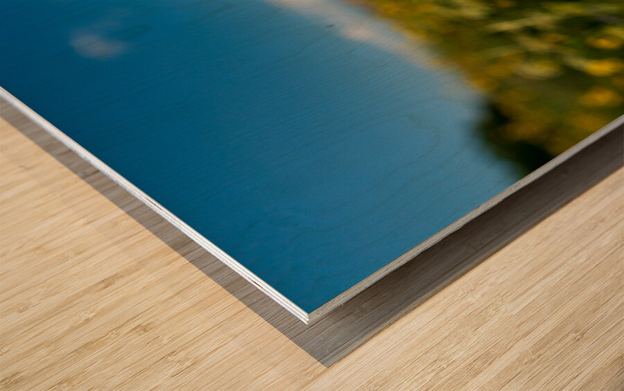 Sunflower overlooking Crested Butte Wood print