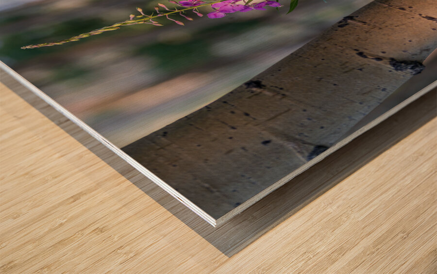 Purple flower hanging with the Aspen trees Wood print